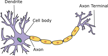 ../_images/neuron.png